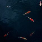 5 Cara Membersihkan Kolam Ikan Kesayangan Anda