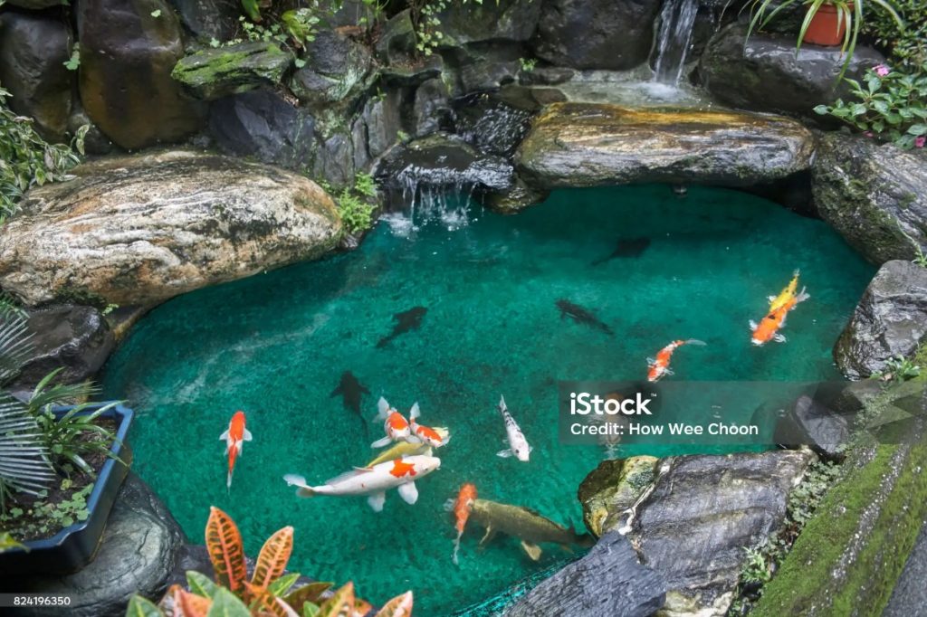 Kenali penyebab Ikan koi Anda berjamur dan Solusi cepatnya!