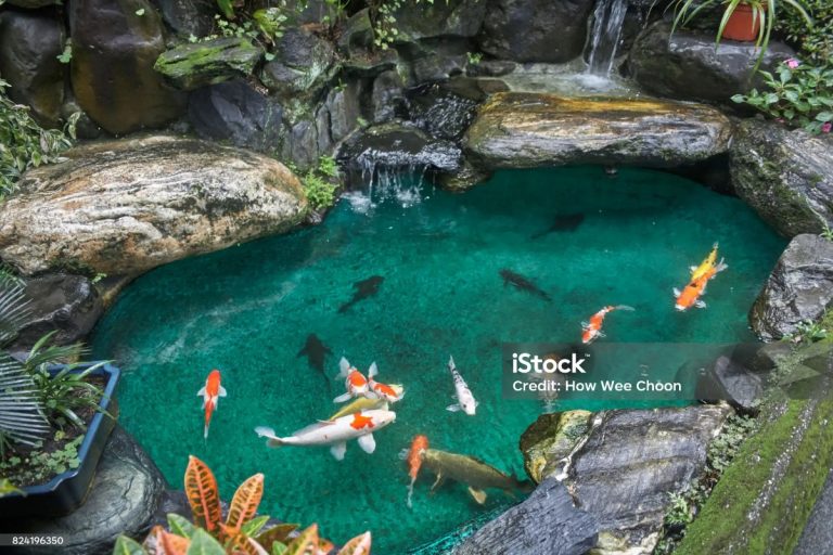 Kenali penyebab Ikan koi Anda berjamur dan Solusi cepatnya!